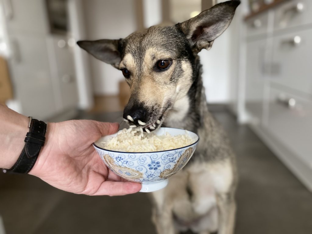 Reis für den Hund Hunvision